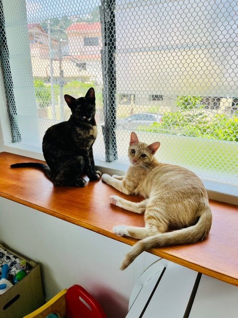 Ginger &amp; Mott - Domestic Short Hair Cat