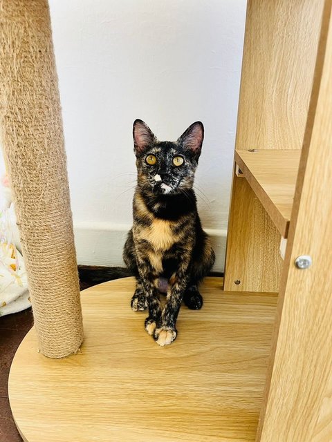 Ginger &amp; Mott - Domestic Short Hair Cat