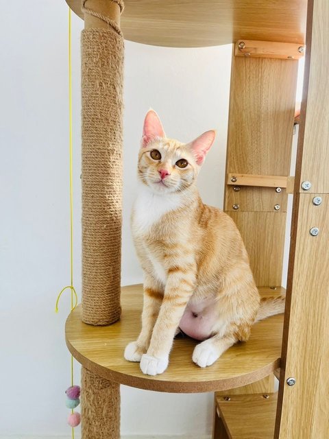 Ginger &amp; Mott - Domestic Short Hair Cat
