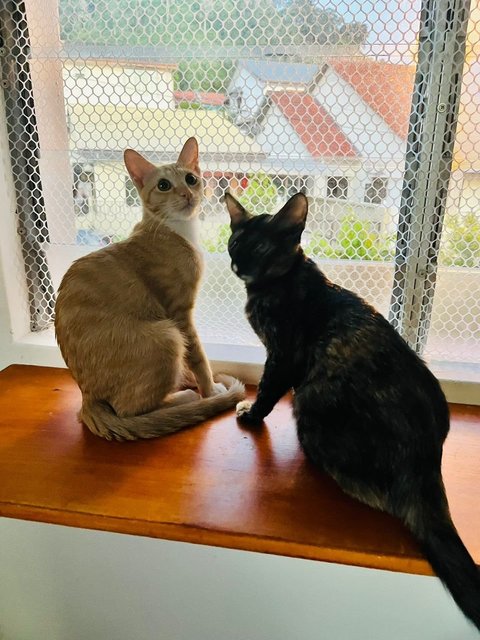 Ginger &amp; Mott - Domestic Short Hair Cat