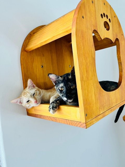 Ginger &amp; Mott - Domestic Short Hair Cat
