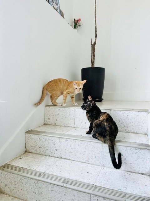 Ginger &amp; Mott - Domestic Short Hair Cat