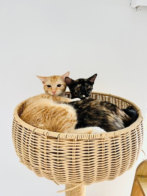 Ginger &amp; Mott - Domestic Short Hair Cat