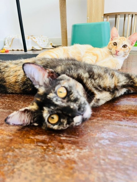 Ginger &amp; Mott - Domestic Short Hair Cat