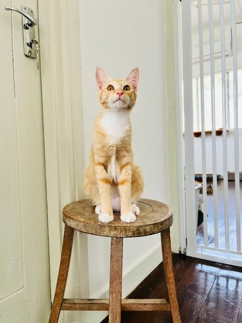 Ginger &amp; Mott - Domestic Short Hair Cat