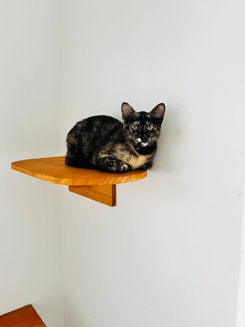 Ginger &amp; Mott - Domestic Short Hair Cat