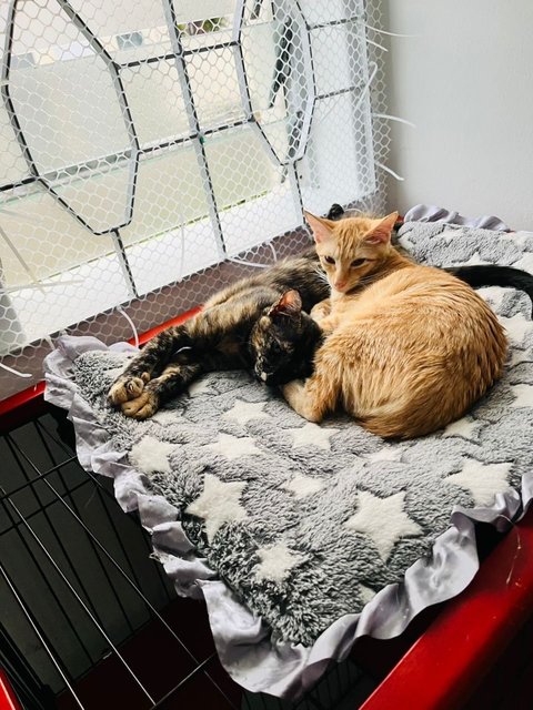 Ginger &amp; Mott - Domestic Short Hair Cat