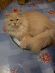 Cinta Leya Lestari - Persian + Domestic Long Hair Cat