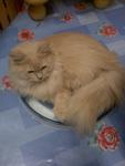 Cinta Leya Lestari - Persian + Domestic Long Hair Cat