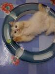 Disya Amelia Restovalerio - American Curl Cat