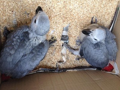 Baby African Grey - African Grey Bird