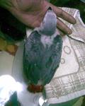 Baby African Grey - African Grey Bird