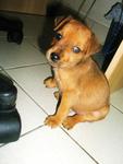 Miniature Pinscher - Miniature Pinscher Dog