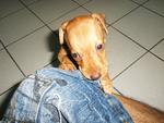 Miniature Pinscher - Miniature Pinscher Dog