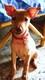 Miniature Pinscher - Miniature Pinscher Dog