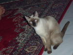 Tim - Siamese Cat