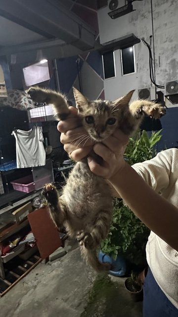 PF145022 - Tabby Cat