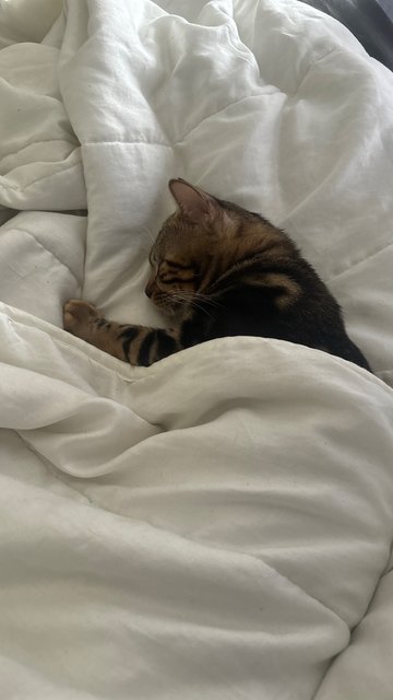 Boo - Bengal Cat