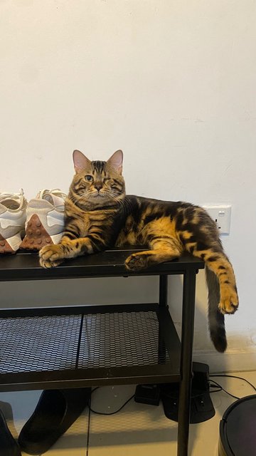 Boo - Bengal Cat