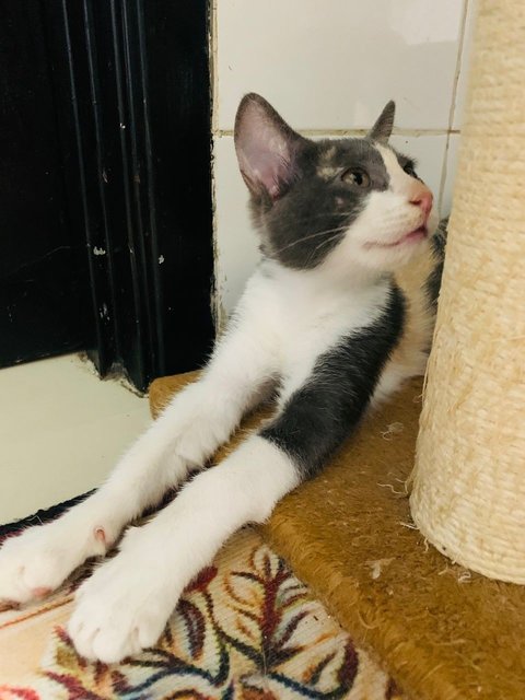 PF145034 - Domestic Short Hair Cat