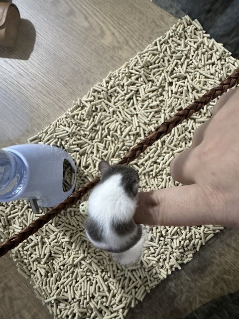 Suisui Dormouse - Hamster + Mouse Small & Furry