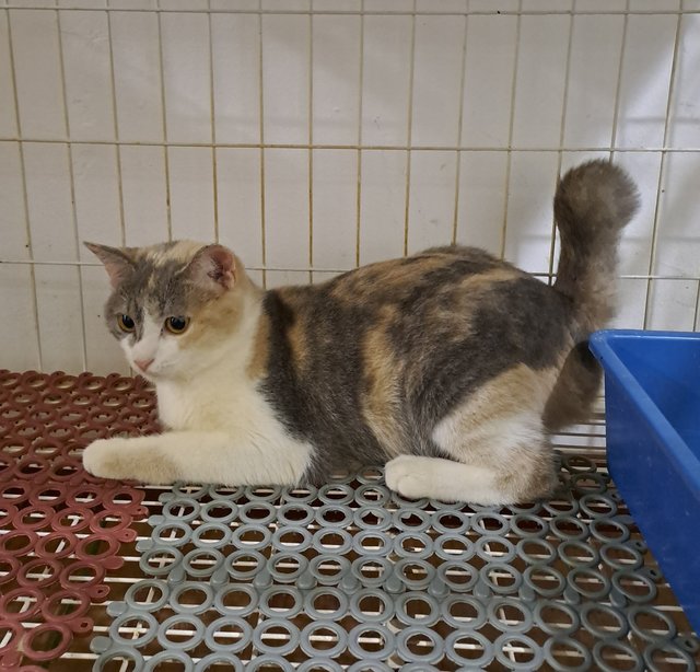 Marsha - Domestic Short Hair Cat