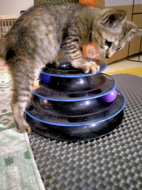 Fabulous Freya - Domestic Short Hair Cat