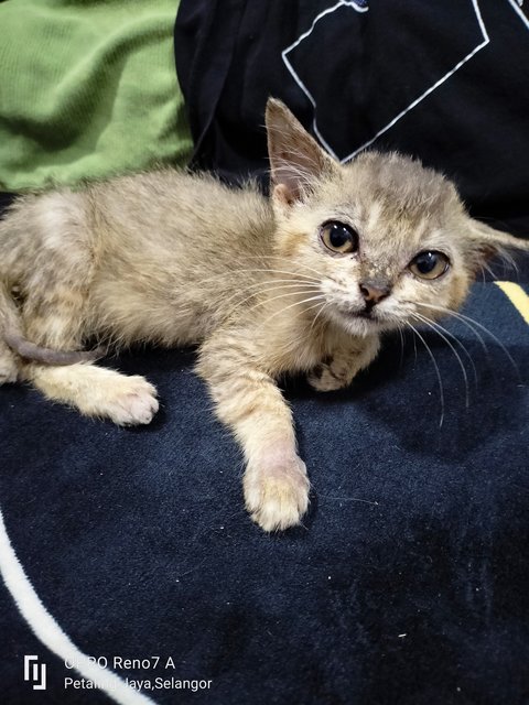 Kinako - Domestic Short Hair Cat
