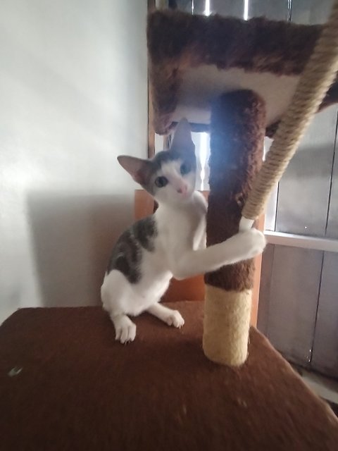 Comot - Domestic Short Hair Cat