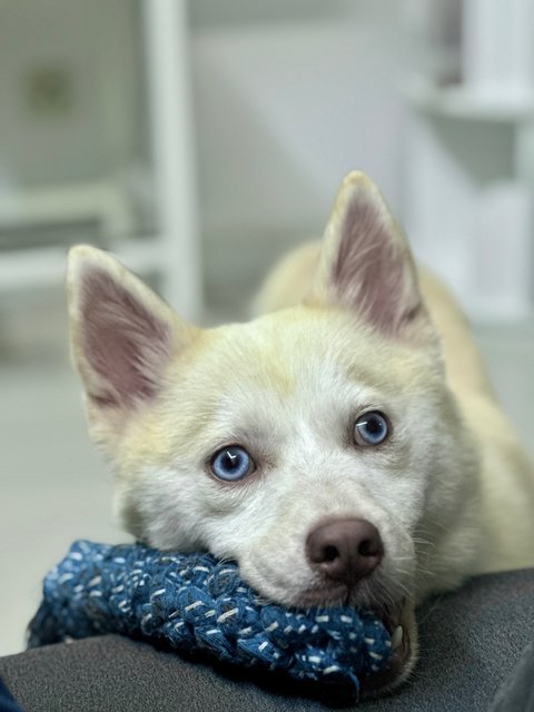 PF145071 - Pomeranian + Husky Dog