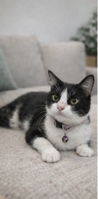 Hazel  - Domestic Short Hair + Tuxedo Cat