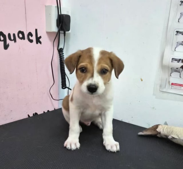 Biscuit - Mixed Breed Dog
