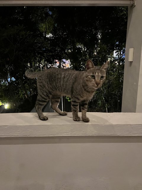 Percy - Tabby Cat