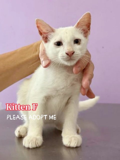 Rescued Kittens A-g - Domestic Short Hair Cat