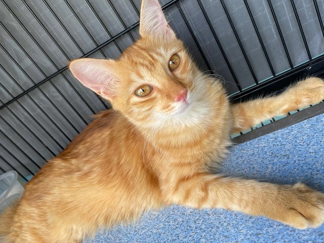 Moony - Domestic Short Hair Cat