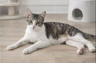 Miki - Domestic Short Hair + Tabby Cat