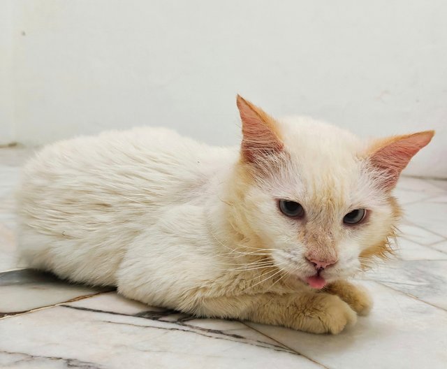 Rumi - Domestic Long Hair Cat