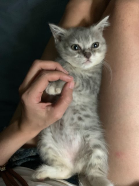 Gray Bsh - British Shorthair Cat