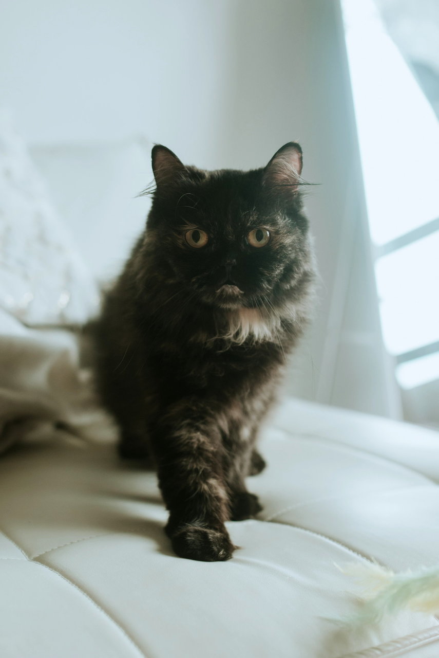 Tortilla - Persian Cat
