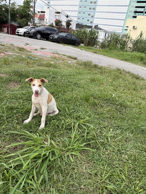 Puppy 53 - Mixed Breed Dog