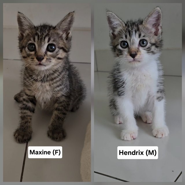 Maxine, Hendrix  - Domestic Short Hair Cat