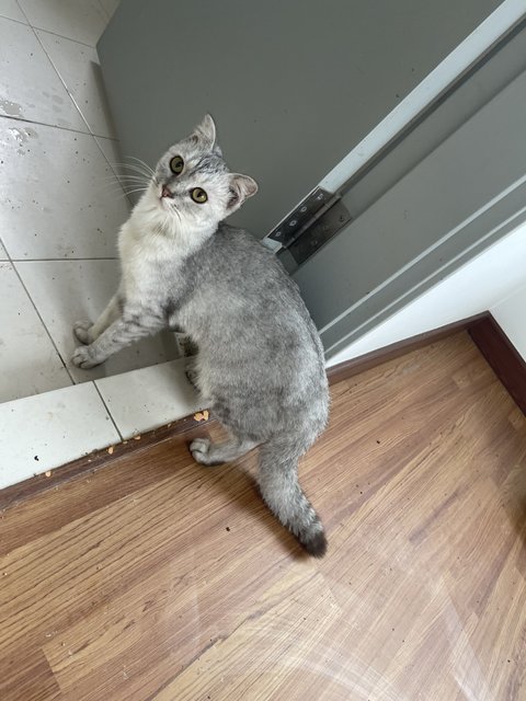 Nala - British Shorthair Cat