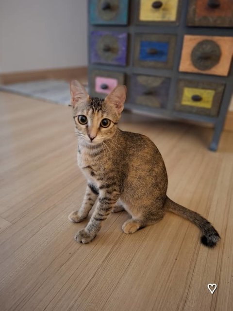 Cat- Almond  - Domestic Short Hair Cat