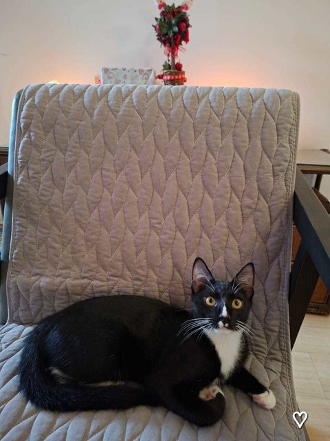Cat - Chester  - Tuxedo + Domestic Short Hair Cat