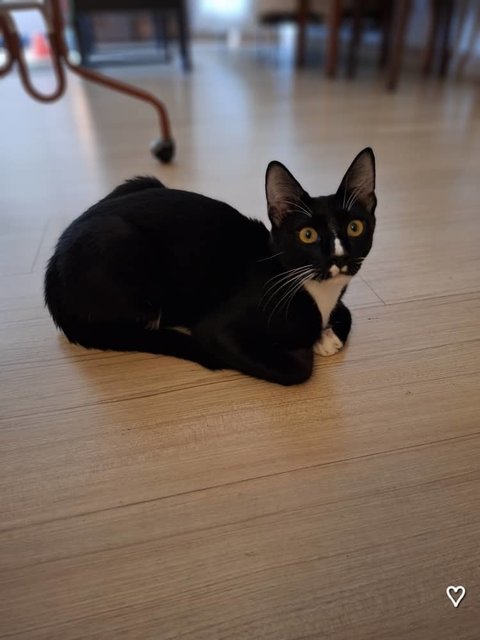 Cat - Chester  - Tuxedo + Domestic Short Hair Cat