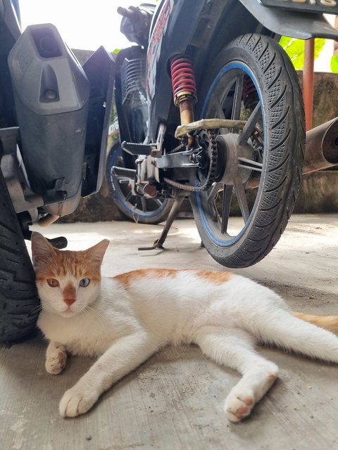 Orgaa - Domestic Short Hair Cat