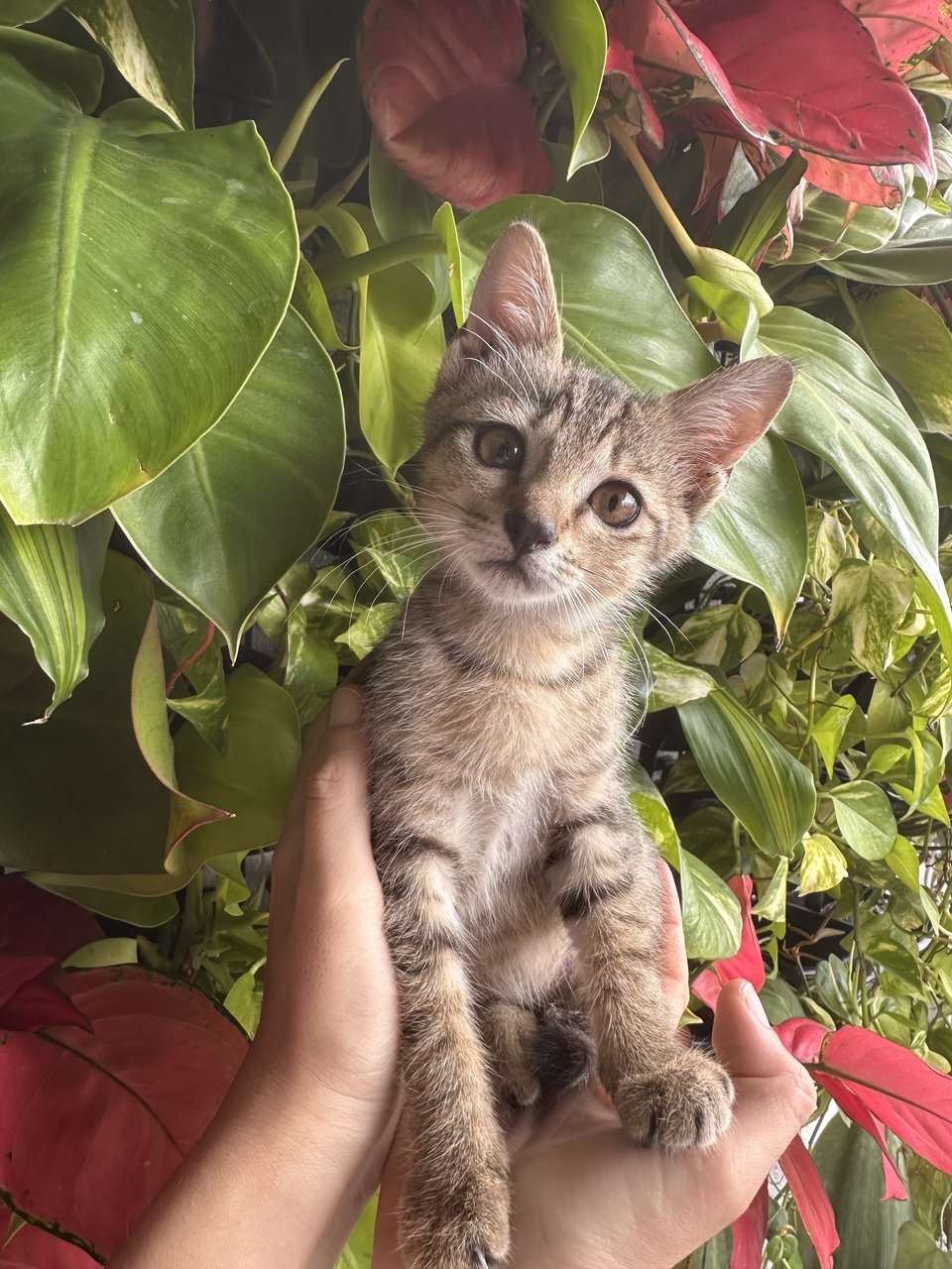 Mocha - Domestic Short Hair Cat