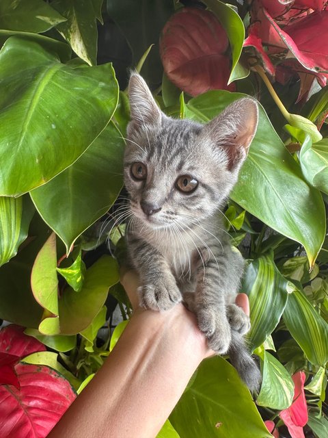 Nitro - Domestic Short Hair Cat