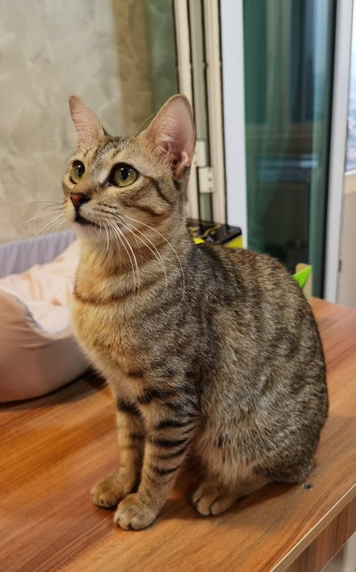Pixie - Domestic Short Hair Cat