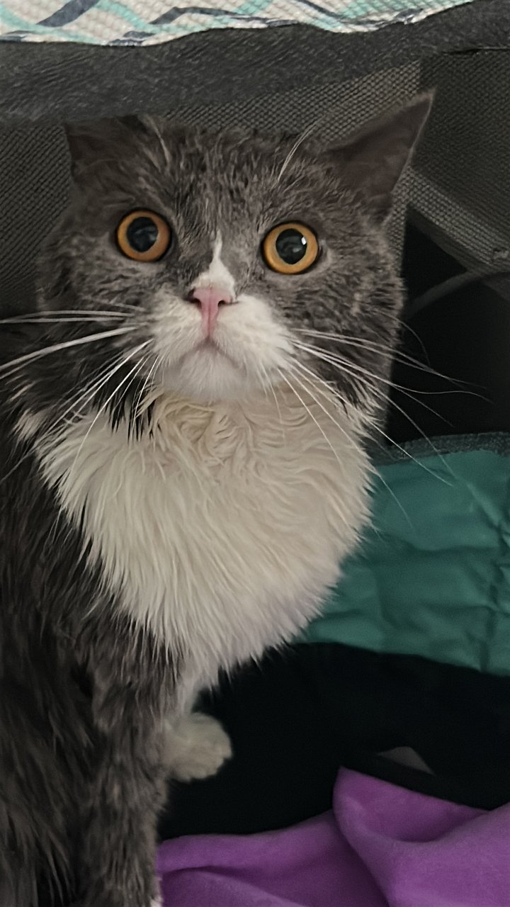 Luna - British Shorthair Cat